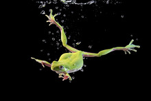 Australian Tree Frog In The Water, Swimming Frog
