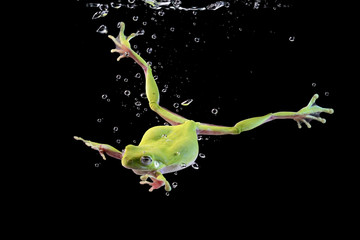 Wall Mural - Australian tree frog in the water, swimming frog
