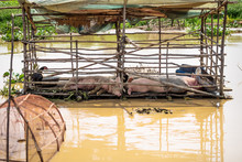 Floating Pig Barn In Village At Tonle Sap Lake In Puok, Siem Reap Province, Cambodia