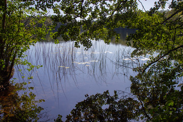 Wall Mural - water surface of a small lake in Sweden