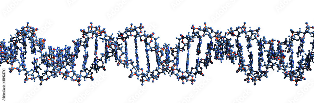 3D image of DNA macromolecule skeletal formula - molecular chemical structure of  deoxyribonucleic acid double helix isolated on white background, - obrazy, fototapety, plakaty 