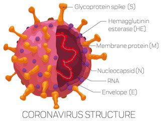 Infographic Depicting the External and Internal Coronavirus Structure, Vector Illustration