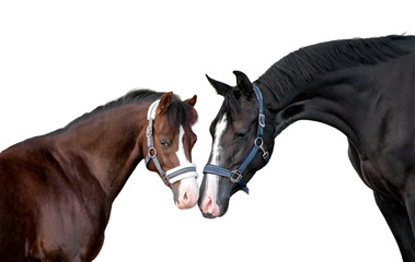 Wall Mural - Black horse and brown welsh pony touching each other with noses. Portrait isolated on white background