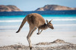 A kangaroo hopping along on the beach at Lucky Bay in the Cape Le Grand National Park, near Esperance, Western Australia