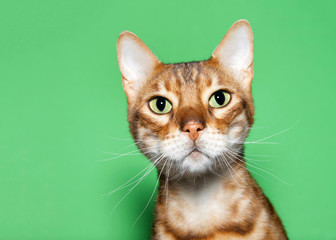 Wall Mural - Close up portrait of an adorable orange and brown Bengal cat looking at viewer with curious expression. Green background with copy space.