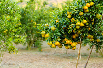 Orange tree in the garden.Farm of fruit