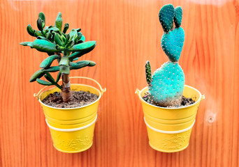 Two joyfull succulent plants in yellow pots on a warm wooden background, concept of friendship.