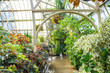 Lush fresh green plants in greenhouse