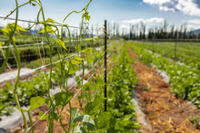 Selective Focus On Sugar Or Climbing Pea Leaves, Tendrils Growing Up On Agricultural Netting Support, Plastic Net Trellis, With Open Field Background