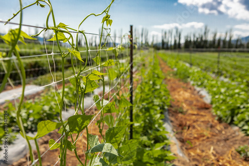 Fotomural selective focus on sugar or climbing pea leaves, tendrils growing up on agricult