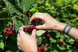 Selective focus and close up shot of hands picking ripe blackberries fruits from the bush during harvest season with green leaves in the background