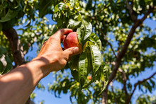 Low Angle, Selective Focus And Close Up On Man Hand Picking Ripe Peach Fruit From The Tree Branch Against The Blue Sky In The Background