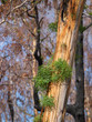 Eucalyptus trees show sign of recovery after the devastating bush fires in Australia