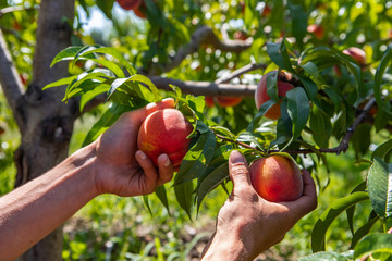 man hands hold two peaches fruits on the peach tree branch, with orchard trees under sunlight background, U pick, You picking organic farm concepts