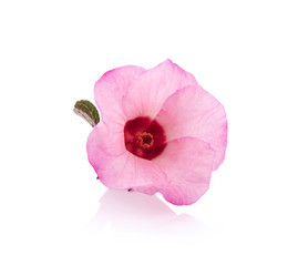 Sticker - Roselle flower on white background