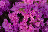 Fototapeta Paryż - blooming bougainvillea.Magenta bougainvillea flowers. bougainvillea flowers as a background.