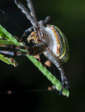 Golden Silk Orb Weaver Spider On The Web