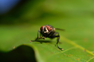 Meat flies are called sarcophagidae. These flies are sometimes perched on green leaves