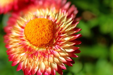 Poster - orange flower macro