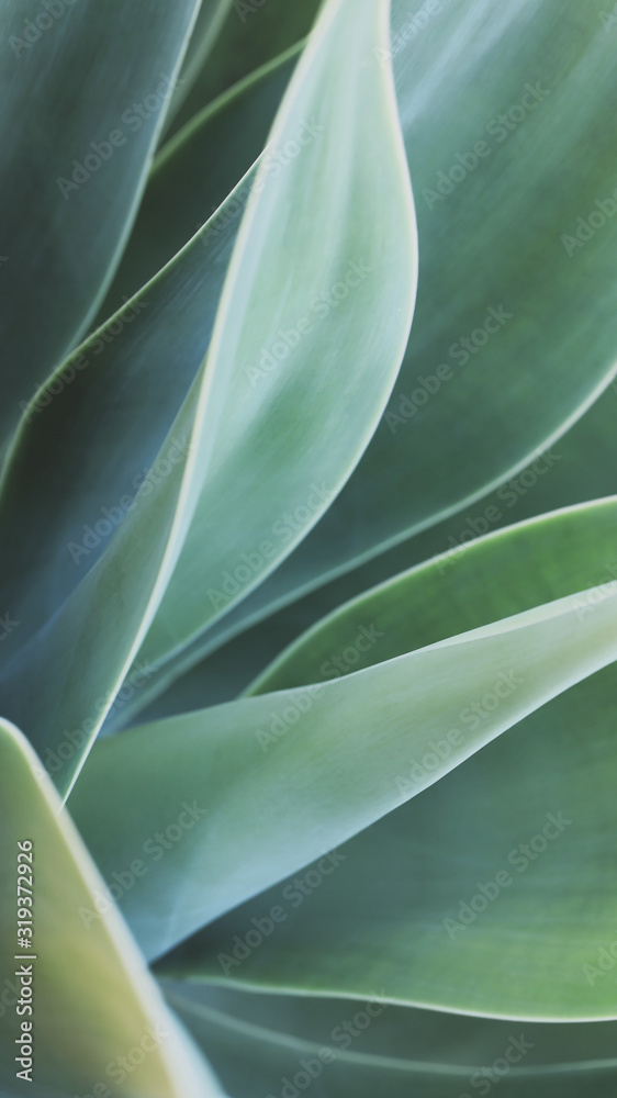 Soft focus on agave plant, different shades of green leaves - obrazy, fototapety, plakaty 