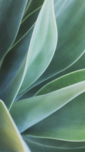 Soft Focus On Agave Plant, Different Shades Of Green Leaves