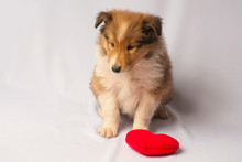 Dog With Red Heart