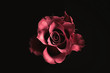 Leinwandbild Motiv Beautiful rose on black background. Floral card design with dark vintage effect