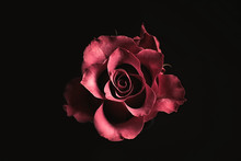 Beautiful Rose On Black Background. Floral Card Design With Dark Vintage Effect