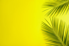 Beautiful Lush Tropical Leaves On Yellow Background. Space For Text