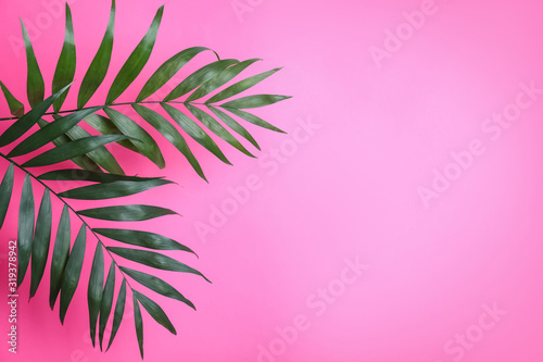 Fotografía Beautiful lush tropical leaves on pink background. Space for text