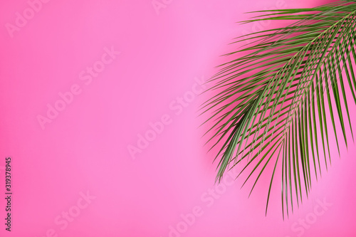 Cuadros en Lienzo Beautiful lush tropical leaves on pink background. Space for text