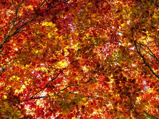 Canvas Print - Copper Beech in Spring 