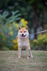 Wall Mural - Shiba Inu playing in the park grass