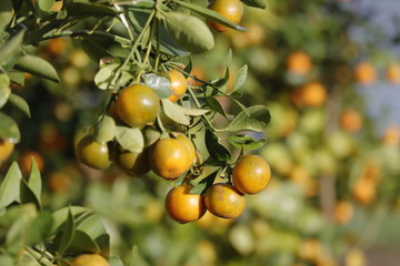 kumquat tree. together with peach blossom tree, kumquat is one of 2 must have trees in vietnamese lu