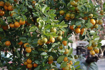 Kumquat tree. Together with Peach blossom tree, Kumquat is one of 2 must have trees in Vietnamese Lunar New Year holiday in north.