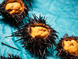 Sea urchin Japanese fresh seafood in Market