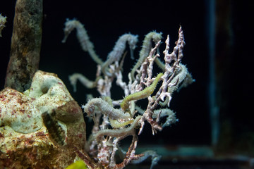 White spotted Seahorse swimming in deep dark sea, selective focus