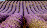Fototapeta Lawenda - Fragment of a lavender field with picturesque bushes of lavender. France. Provence. Plateau Valensole.