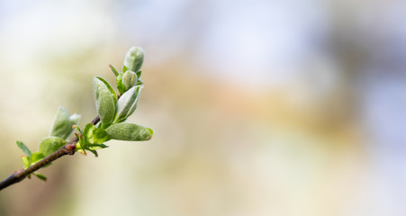 Wall Mural - Soft tender springtime garden landscape. Lilac branch with fresh young green leaves. soft blurred background. macro view, shallow depth of field