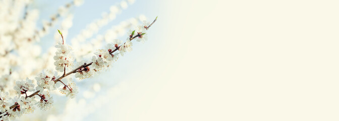 Wall Mural - Blossoming sakura branch, delicate white petals close-up photo. Amazing tender springtime garden nature background, sunny day, selective focus, shallow depth of field. copy space
