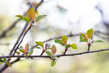 Wall Mural - Beautiful spring time floral background. Malus apple tree branch with red leaves. Soft focus garden landscape photography.
