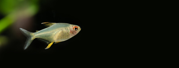 Wall Mural - Aquarium fish Lemon tetra Hyphessobrycon pulchripinnis,macro view. Freshwater tropical tank exotic fish translucent yellow, pearlescent lustre colors body. Black background, copy space