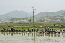 Agriculture In North Korea