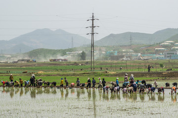 agriculture in north korea