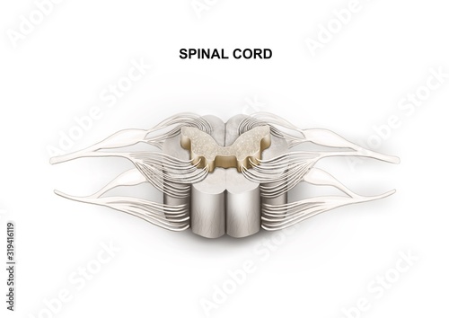 Cuadros en Lienzo Illustration of the human spinal cord