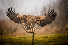 Isolated White Tailed Eagle With Fully Open Wings