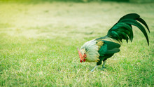 The Male Rooster That Eats On The Green Grass And Shines.