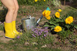 gardener with bare legs in yellow boots next to a flower bed and flowers. hot sunny day in the garden