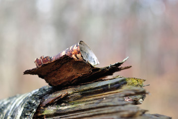 Old birch bark in the forest.