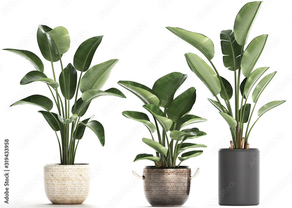 tropical plants Strelitzia in a pot on white background - obrazy, fototapety, plakaty 